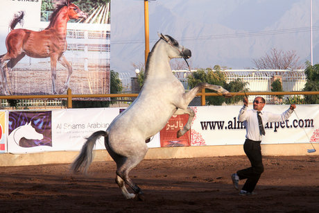 جشنواره زیبایی اسب عرب - کرمان